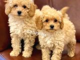 Sevimli Apricot Toy Poodle Kardeşler