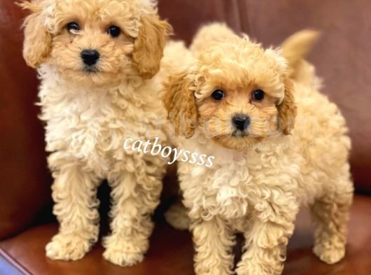 Sevimli Apricot Toy Poodle Kardeşler görsel