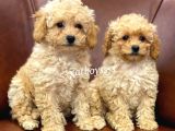 Sevimli Apricot Toy Poodle Kardeşler