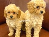 Sevimli Apricot Toy Poodle Kardeşler