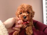 Safkan Toy Poodle Yavrular