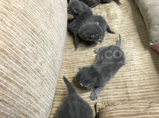 British Shorthair görsel
