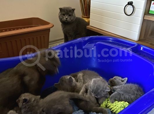 British Shorthair
