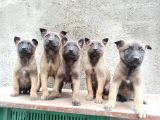 Belçika Kurdu Malinois Yavrularimiz