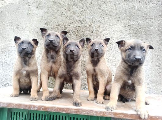 Belçika Kurdu Malinois Yavrularimiz görsel