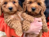 Yerli̇ Üreti̇m Toy Poodle Yavrularimiz