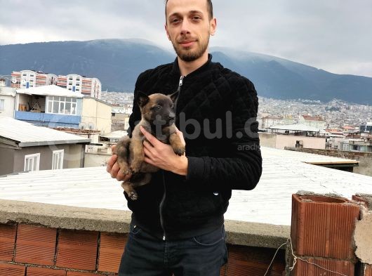 Belçika Kurdu Malinois Yavrularimiz