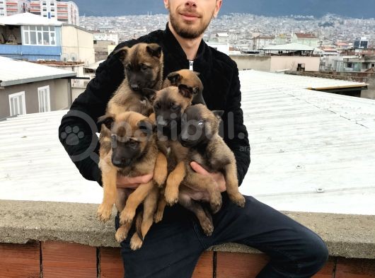 Belçika Kurdu Malinois Yavrularimiz görsel
