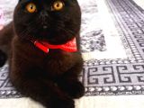 Siyah British