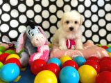 Sevimli Ve Yakışıklı Oğlumuz Maltese Terrier