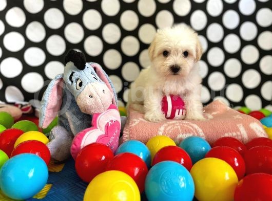 Sevimli Ve Yakışıklı Oğlumuz Maltese Terrier