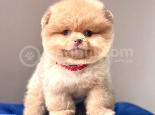 Safkan Pomeranian Boo Yavrularımız görsel