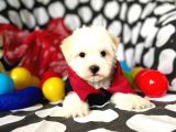 Sevimli Oğlumuz Maltese Terrier