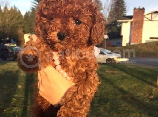 Toy Poodle Redbrown Boyut Ve Sağlık Garantili Safkan Orjinal görsel