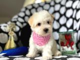 Sevimli Kızımız Maltese Terrier
