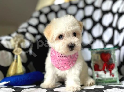 Sevimli Kızımız Maltese Terrier görsel