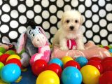 Sevimli Ve Yakışıklı Oğlumuz Maltese Terrier