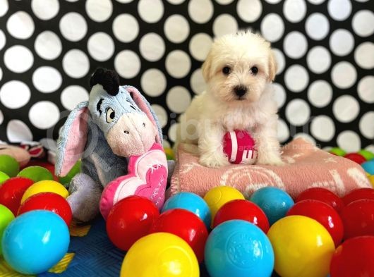 Sevimli Ve Yakışıklı Oğlumuz Maltese Terrier görsel