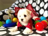 Sevimli Oğlumuz Maltese Terrier