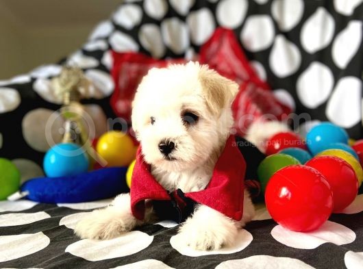 Sevimli Oğlumuz Maltese Terrier görsel