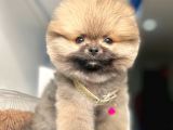 Safkan Pomeranian Boo Yavrularımız