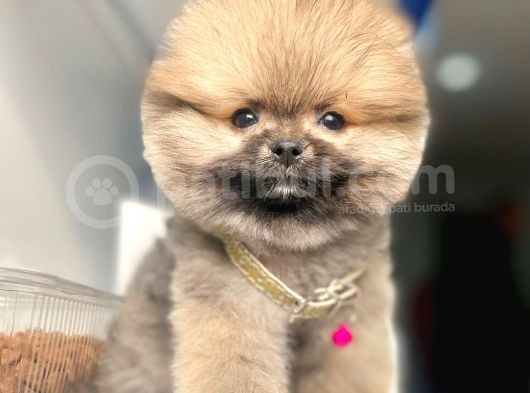 Safkan Pomeranian Boo Yavrularımız görsel
