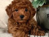 Toy Poodle Redbrown Boyut Ve Sağlık Garantili Safkan Orjinal