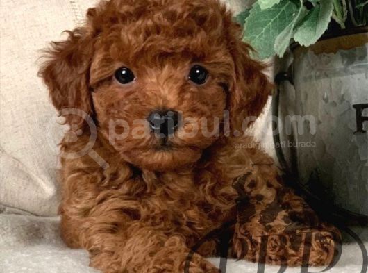 Toy Poodle Redbrown Boyut Ve Sağlık Garantili Safkan Orjinal