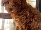Toy Poodle Redbrown Boyut Ve Sağlık Garantili Safkan Orjinal