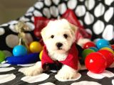 Sevimli Oğlumuz Maltese Terrier