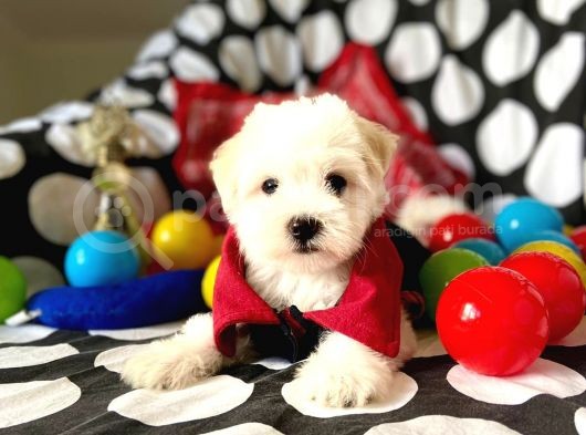 Sevimli Oğlumuz Maltese Terrier