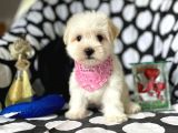 Sevimli Kızımız Maltese Terrier