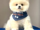 Safkan Pomeranian Boo Yavrularımız