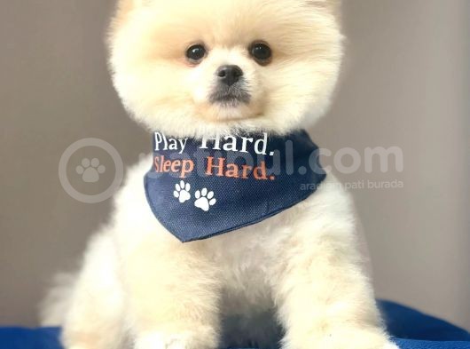 Safkan Pomeranian Boo Yavrularımız