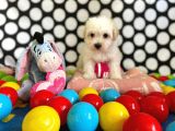 Sevimli Ve Yakışıklı Oğlumuz Maltese Terrier