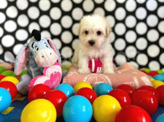 Sevimli Ve Yakışıklı Oğlumuz Maltese Terrier görsel