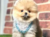 Teddy Bear Wc Eğitimli Pomeranian Boo