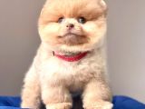 Teddy Bear Wc Eğitimli Pomeranian Boo