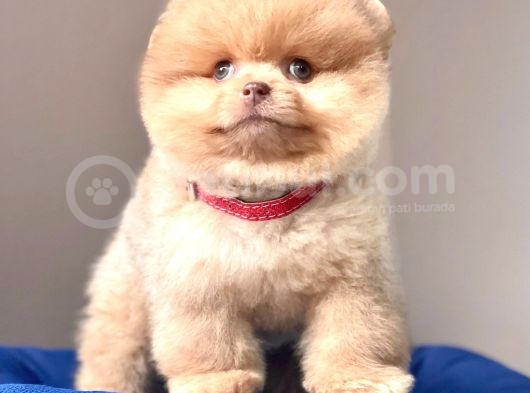 Teddy Bear Wc Eğitimli Pomeranian Boo görsel