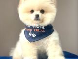 Teddy Bear Wc Eğitimli Pomeranian Boo