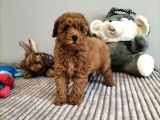 Mini Safkan Red Brownn Toy Poodle Yavrularimiz
