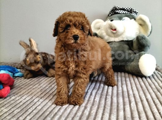 Mini Safkan Red Brownn Toy Poodle Yavrularimiz görsel