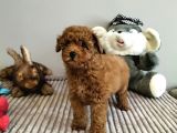 Mini Safkan Red Brownn Toy Poodle Yavrularimiz