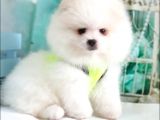 Orjinal Pomeranian Boo Yavrularımız