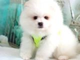 Orjinal Pomeranian Boo Yavrularımız