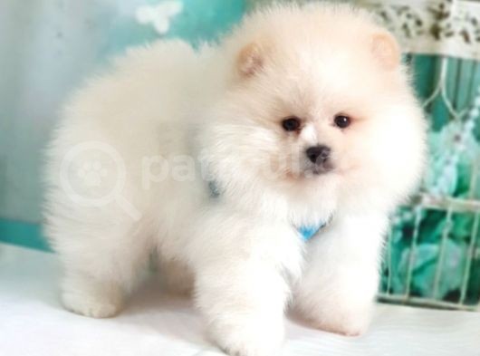 Teddy Face Pomeranian Boo Yavrularımız görsel