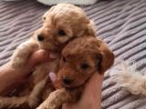 Toy Poodle İstanbul İnci̇rli̇