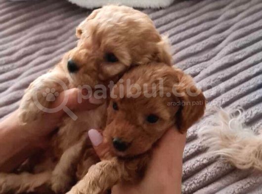Toy Poodle İstanbul İnci̇rli̇ görsel