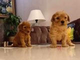 Toy Poodle İstanbul İnci̇rli̇
