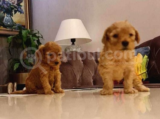 Toy Poodle İstanbul İnci̇rli̇